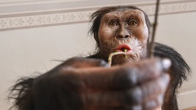 Discovery reveals new early human relative lived alongside Lucy