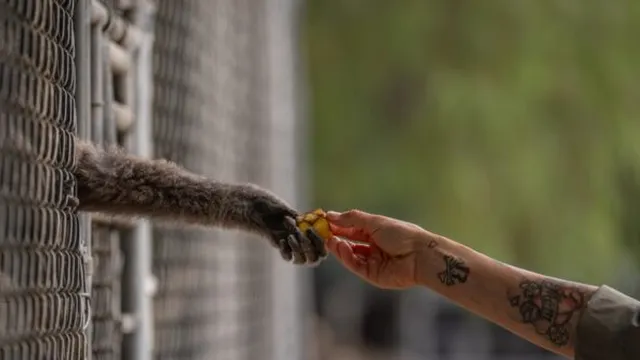 Gibbon Conservation Center celebrates 50 years of dedicated care