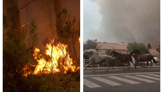 Horses escape wildfires as evacuations intensify in France