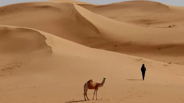 Saudi Arabia issues camel passports to enhance herd management