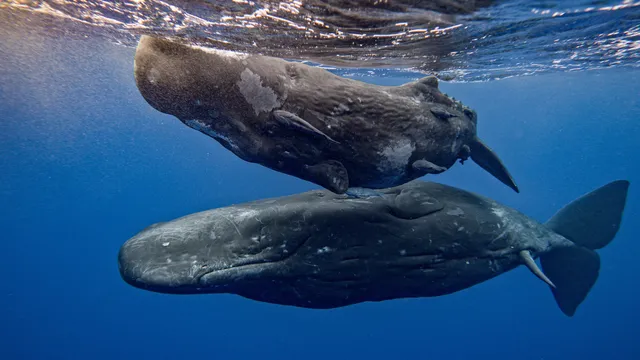 Sperm whales' headbutting behavior filmed for the first time