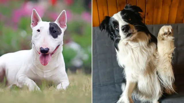 TikTok user shows off stunning English bull terrier and border collie mix