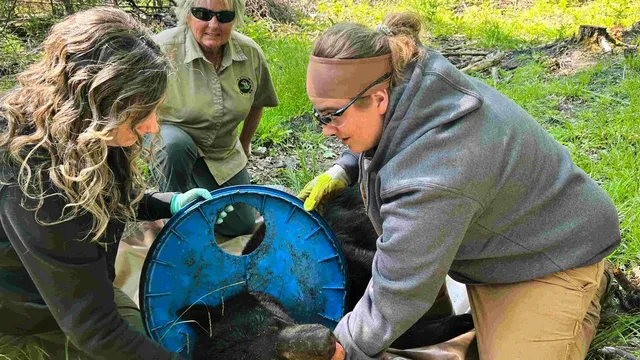 Bear freed after two years trapped by plastic lid on neck