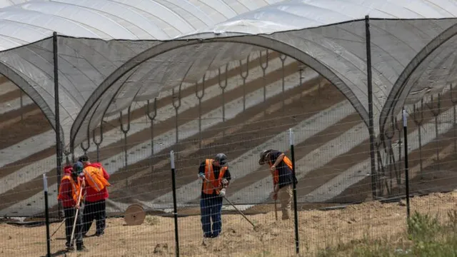 California sheriff warns of pesticide contamination in legal marijuana