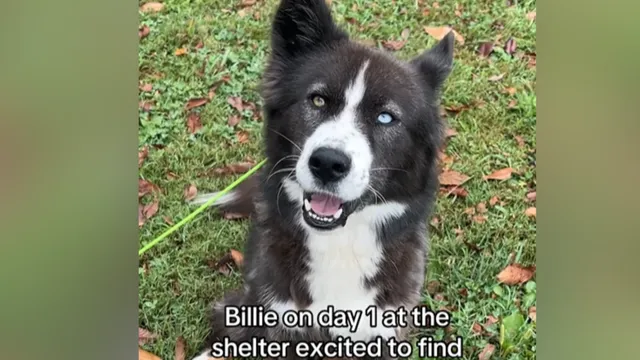 Border collie gets a second chance after over two years in shelter