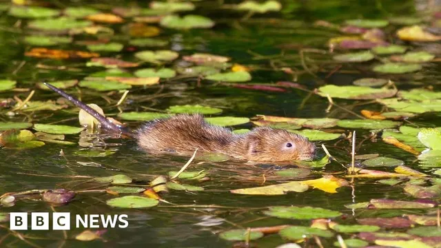 Water voles return to River Wey after 20 years of absence