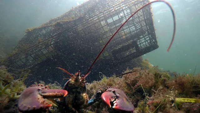 Maine's lobster industry faces decline amid rising costs and climate change