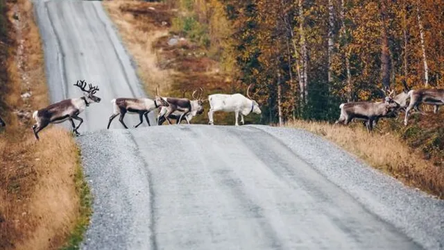 Families devastated as Lapland trips get canceled last minute due to bad weather