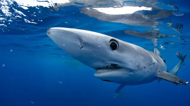 Shark Week 2026 kicks off with thrilling new programming