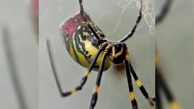 Joro spiders invade US states with growing population