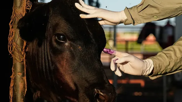 U.S. imposes new restrictions on Mexican cattle imports due to screwworm concerns