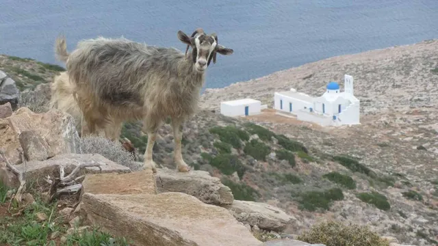 Animals can predict earthquakes and volcanic eruptions, scientists say