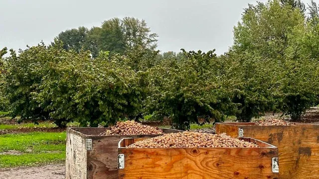 Discovering Oregon's Hazelnut Harvest Amidst Wine Country