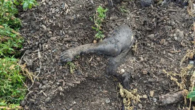 Decapitated XL Bully found in Worcestershire grave amid rising dog abuse