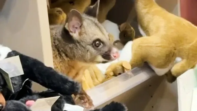 Live possum found hiding among plush toys in airport gift shop