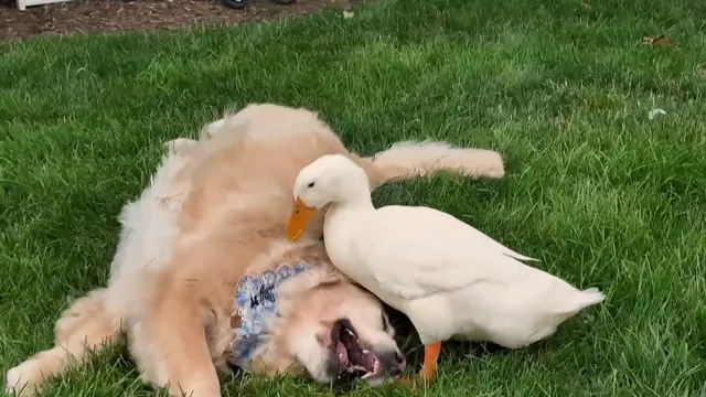 Golden retriever finds joy again through friendship with duck