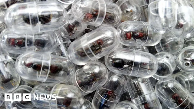 Chinese man arrested for smuggling over 2000 queen ants from Kenya