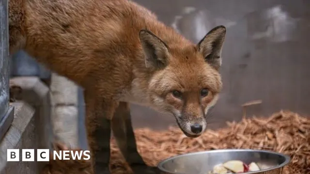 A red fox surprises everyone after sneaking onto a cargo ship to New York