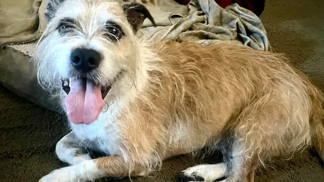 Dog owner shocked by DNA test revealing Cappy is majority pit bull