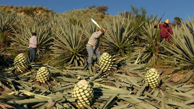Elena Aragón Hernández carries on family tradition of mezcal production