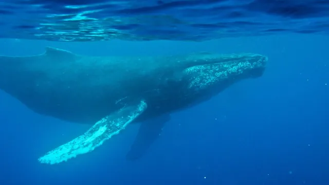 Oldest known whale song reveals quieter ocean conditions in 1949