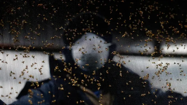 USDA releases sterile flies in Texas to stop flesh-eating pests