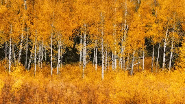 Aspen trees slow wildfire spread and protect communities