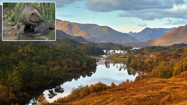 Highland Community Opposes Beaver Reintroduction
