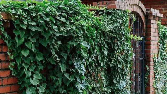 Property experts warn against planting English ivy in gardens