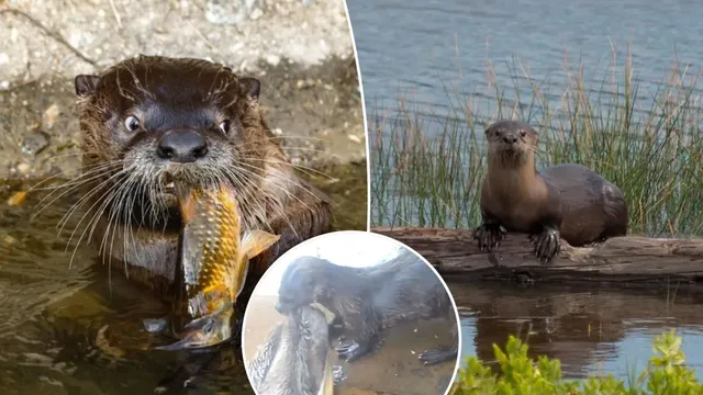 River otters kill 73 pelicans in brutal hunting spree