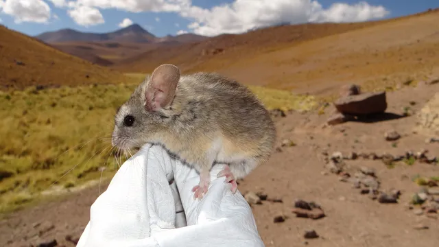 Mice thrive in extreme conditions on frozen volcanoes