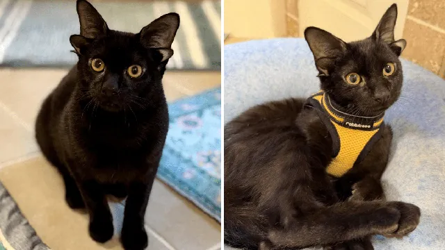 Foster mom takes in kitten with double ears and unique charm