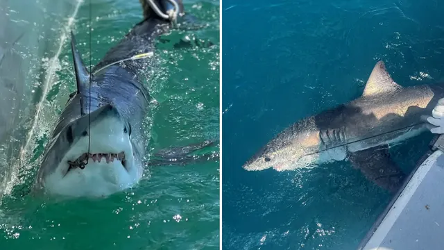 University of Delaware researchers use sharks to forecast hurricane strength