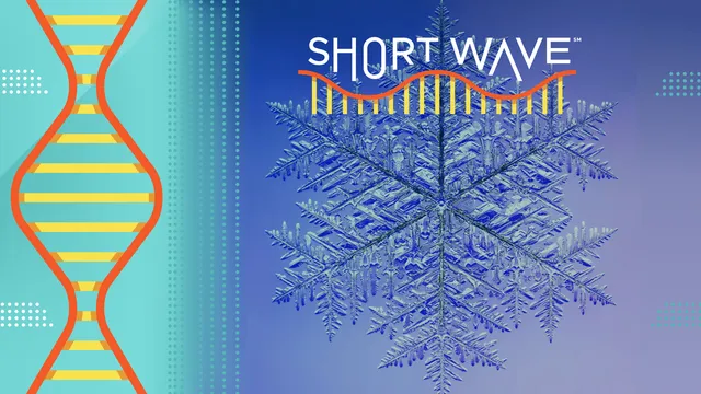 Is the 15-inch snowflake record too big to be true?