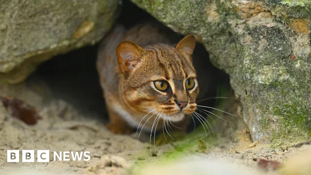 The Big Cat Sanctuary prepares to enhance rusty-spotted cat conservation efforts