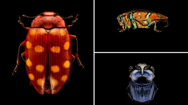 ArtScience Museum showcases 2m tall insect portraits in groundbreaking exhibition