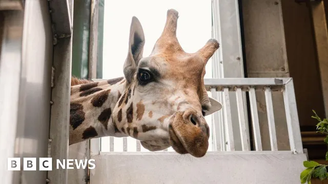 Longleat welcomes Stanley to save critically endangered Nubian giraffes