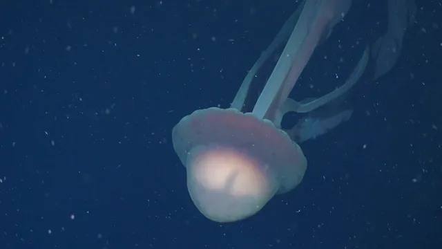 Giant jellyfish spotted off Argentina's coast during deep-sea exploration