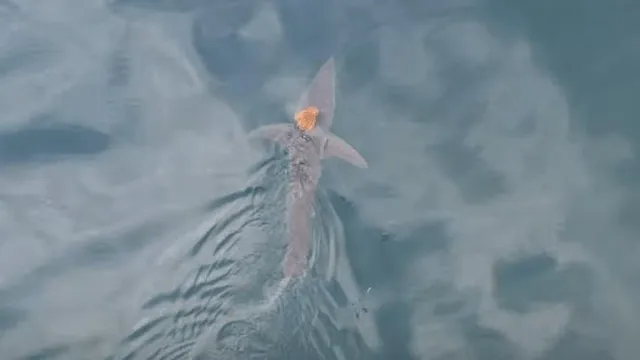 Octopus rides shark in shocking New Zealand encounter