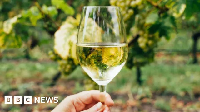 Irish winemaker says traditional grapes won't grow in Ireland