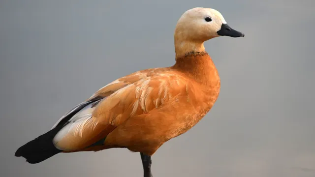 Donald Trump Jr. faces allegations of illegal hunting of rare ducks in Italy