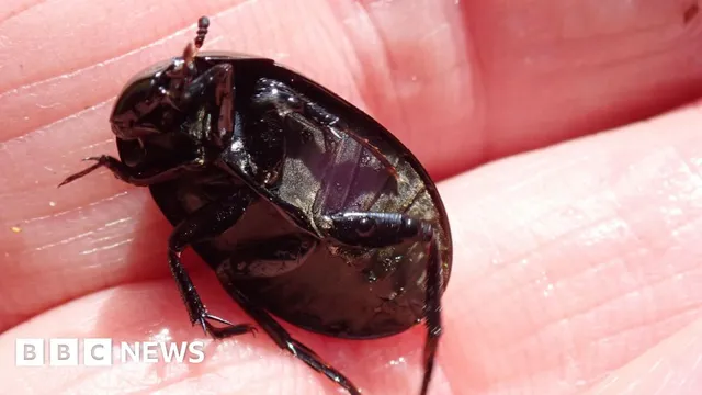 Rare Newts and Beetles Found in Somerset