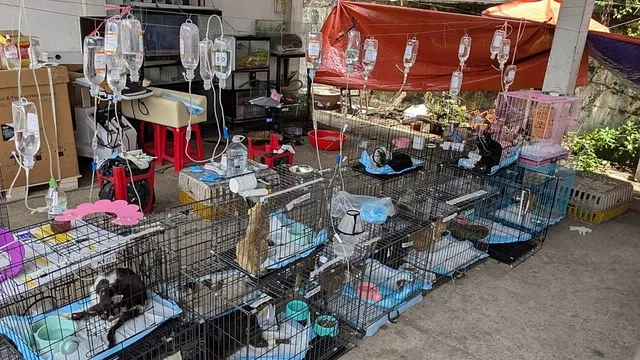 Police rescue over 400 cats from cat meat crime ring in Vietnam