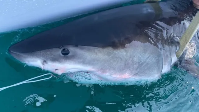 Great white shark Percy travels 4,660 miles to Long Island coast