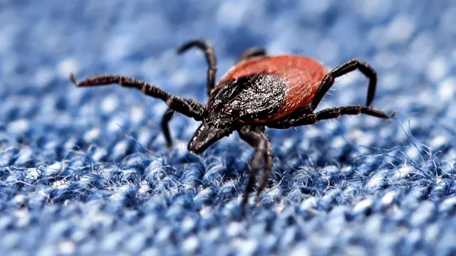 Ticks invade southern regions, raising Lyme disease concerns