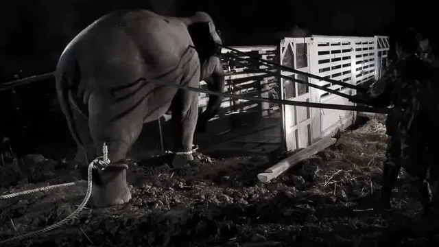 Wild elephant dies during high-risk relocation in Thailand