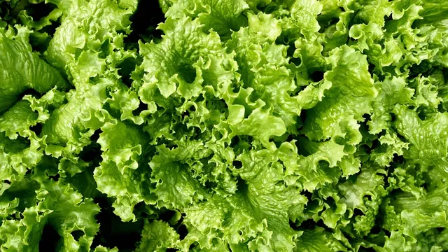 Massachusetts sees surge in cyclospora cases linked to lettuce