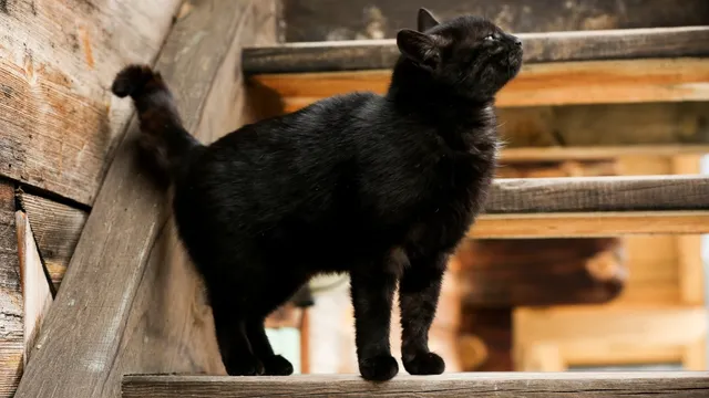 Cats refuse to eat food due to the presence of toxic ingredients