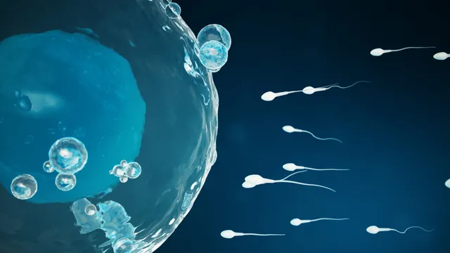 Men's sperm quality peaks in summer months