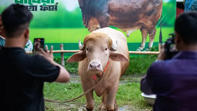 Albino buffalo named Donald Trump spared from Eid sacrifice in Bangladesh
